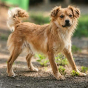 PONG, Hund, Cavalier Spitz Mix in Slowakische Republik