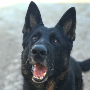 ROCKY, Hund, Deutscher Schäferhund in Slowakische Republik