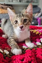 GUNDULA, Katze, Europäisch Kurzhaar in Itzehoe