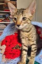 ASTRID, Katze, Europäisch Kurzhaar in Itzehoe