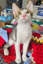 LEVI, Katze, Europäisch Kurzhaar in Hamburg