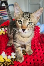 NOX, Katze, Europäisch Kurzhaar in Hamburg