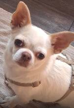 COPITO, Hund, Chihuahua in Lüneburg