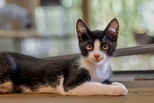 LOKI, Katze, Europäisch Kurzhaar in Weeze