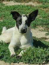 JESSICA, Hund, Mischlingshund in Italien