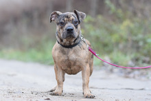 MILKA, Hund, Mischlingshund in Ungarn