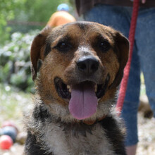 DONUT, Hund, Mischlingshund in Ungarn