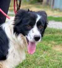 JULIO, Hund, Border Collie-Mischling in Slowakische Republik