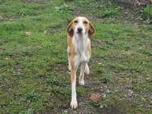 SHIKA, Hund, Mischlingshund in Griechenland