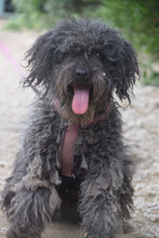 TILDA, Hund, Mischlingshund in Ungarn