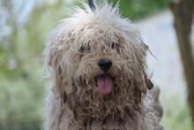 NICO, Hund, Mischlingshund in Ungarn