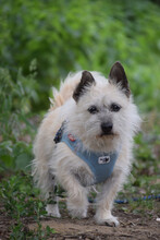 MAYLA, Hund, Mischlingshund in Lohmar