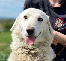 BETSY, Hund, Mischlingshund in Slowakische Republik
