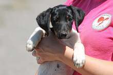 PETI, Hund, Mischlingshund in Ungarn