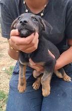 ROBI, Hund, Mischlingshund in Ungarn
