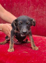 RIBI, Hund, Mischlingshund in Ungarn
