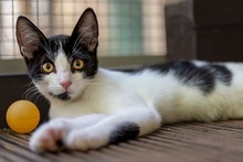 SNORRE, Katze, Europäisch Kurzhaar in Weeze