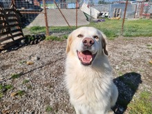 JAMES, Hund, Mischlingshund in Griechenland