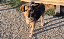 LINDA, Hund, Mischlingshund in Rumänien