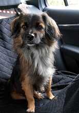 KODA, Hund, Mischlingshund in Mönchengladbach