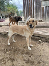 MELON, Hund, Labrador Retriever Mix in Portugal