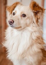 PINDU, Hund, Mischlingshund in Rumänien