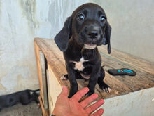 SILIS, Hund, Mischlingshund in Italien
