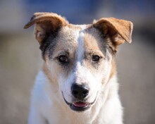 KAIDO, Hund, Mischlingshund in Rumänien