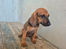 FLUMENDOSA, Hund, Mischlingshund in Italien