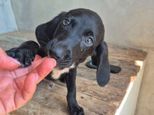 CALICH, Hund, Mischlingshund in Italien