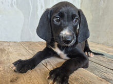 TEMO, Hund, Mischlingshund in Italien