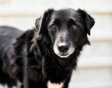 SANA, Hund, Mischlingshund in Rumänien
