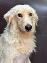 GOLDIE, Hund, Mischlingshund in Rumänien