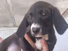 THYRSE, Hund, Mischlingshund in Italien