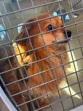 FLYNN, Hund, Mischlingshund in Rumänien