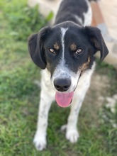 LUCA, Hund, Mischlingshund in Rumänien