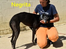 NEGRITA, Hund, Galgo Español in Spanien