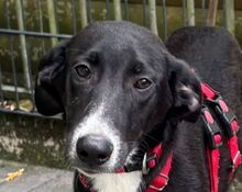 ARNO, Hund, Mischlingshund in Hamminkeln