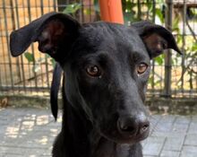 SHADOW, Hund, Mischlingshund in Hamminkeln