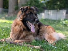 TAIGA, Hund, Schäferhund in Hamburg