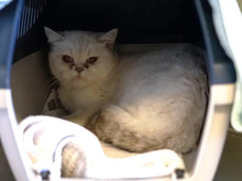 OLIVIA, Katze, Britisch Kurzhaar in Hamburg