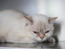 PAPRIKA, Katze, Britisch Kurzhaar in Hamburg