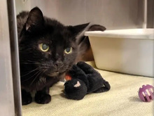 KIKI, Katze, Europäisch Kurzhaar in Hamburg