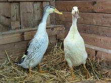 MIMI, Vogel, Laufenten-Mischling in Hamburg