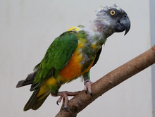 GEIER, Vogel, Senegal-Papagei in Hamburg