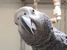 MOGLI, Vogel, Graupapagei in Hamburg