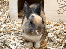 GINNY, Hasenartige, Zwergkaninchen in Hamburg
