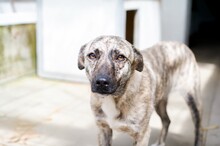 RUMI, Hund, Mischlingshund in Rumänien
