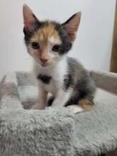 SMARTIE, Katze, Europäisch Kurzhaar Mix in Wendelstein