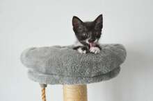 WEISCHARZ, Katze, Europäisch Kurzhaar Mixq in Wendelstein